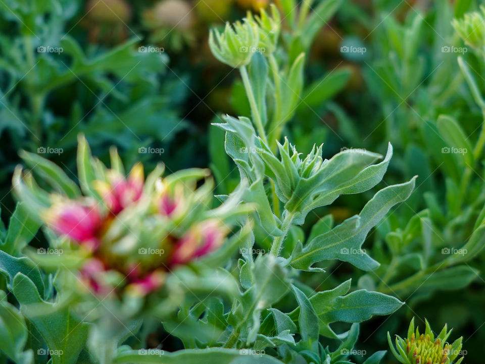 Portraits of plants 