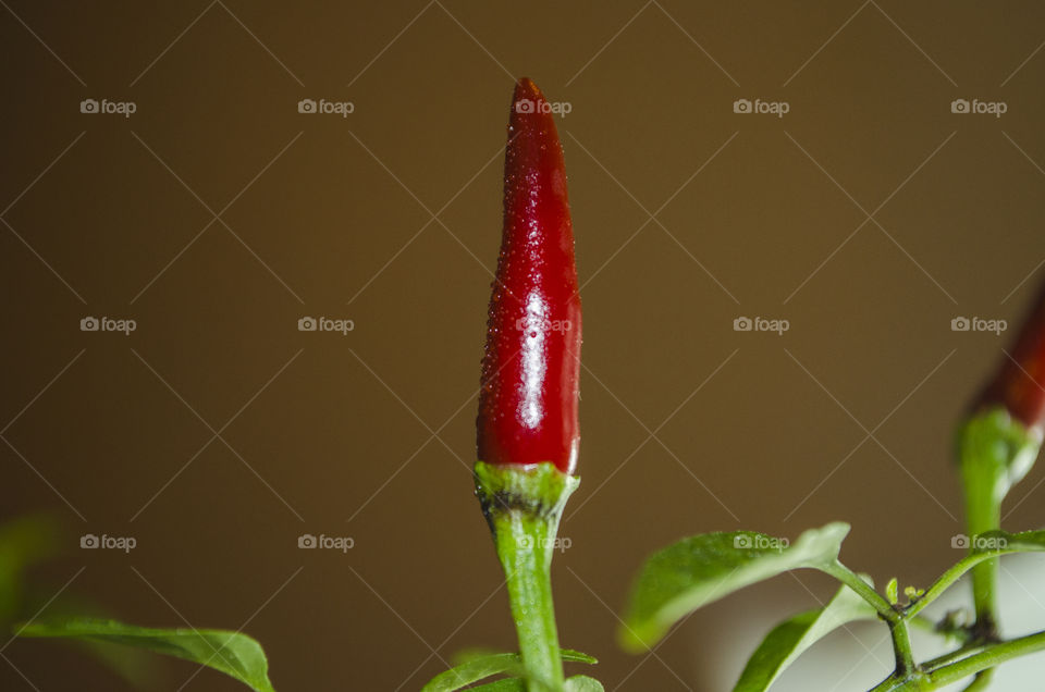 rex chilli pepper