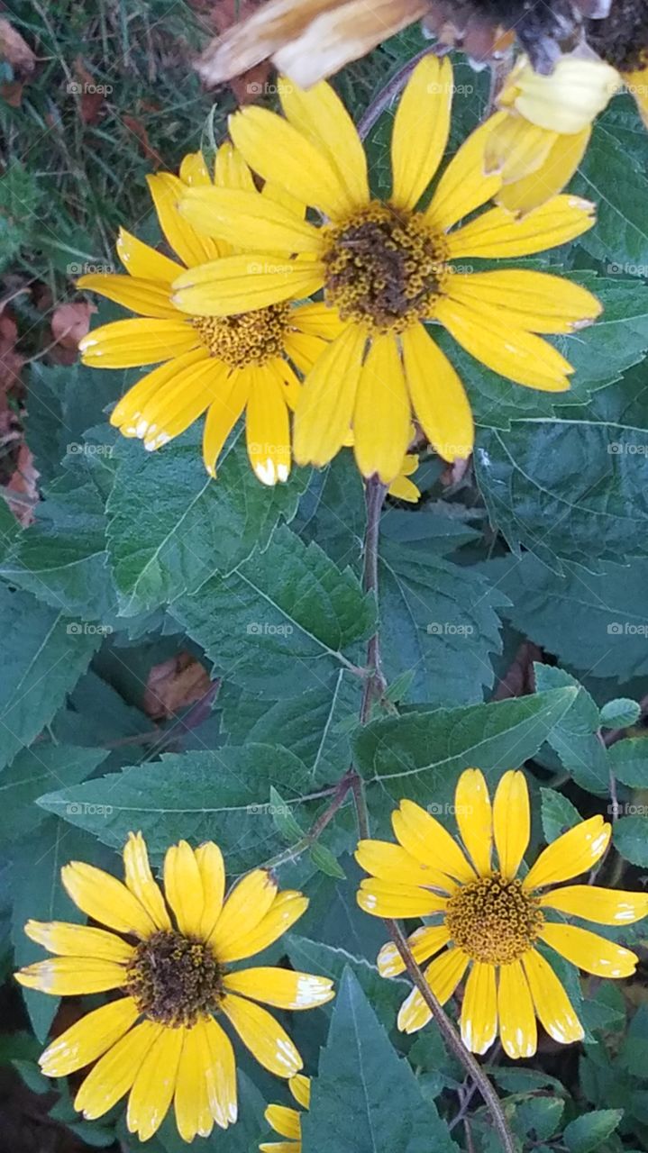 Fall Blooms