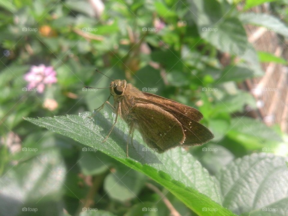 Butter fly on the tree