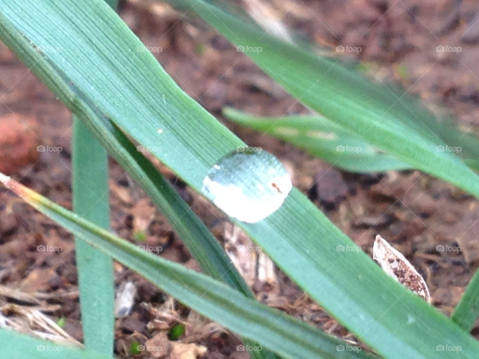 pula grass water drop by igor.zikovic