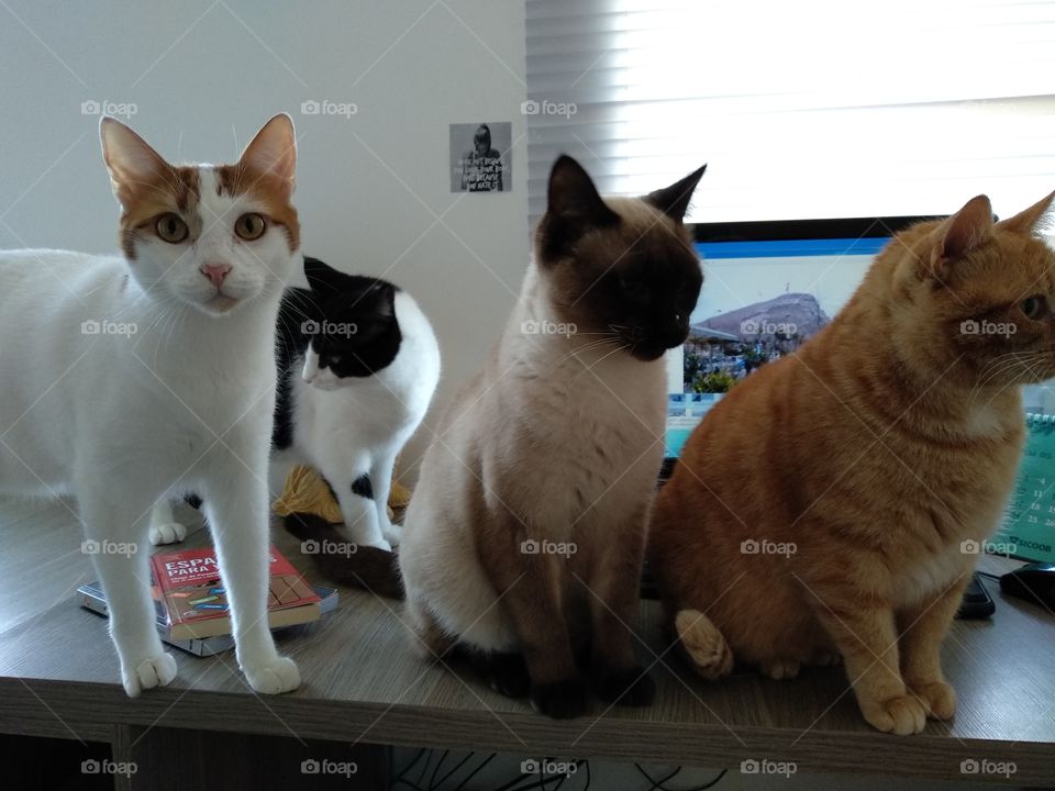 cat gang in computer desk