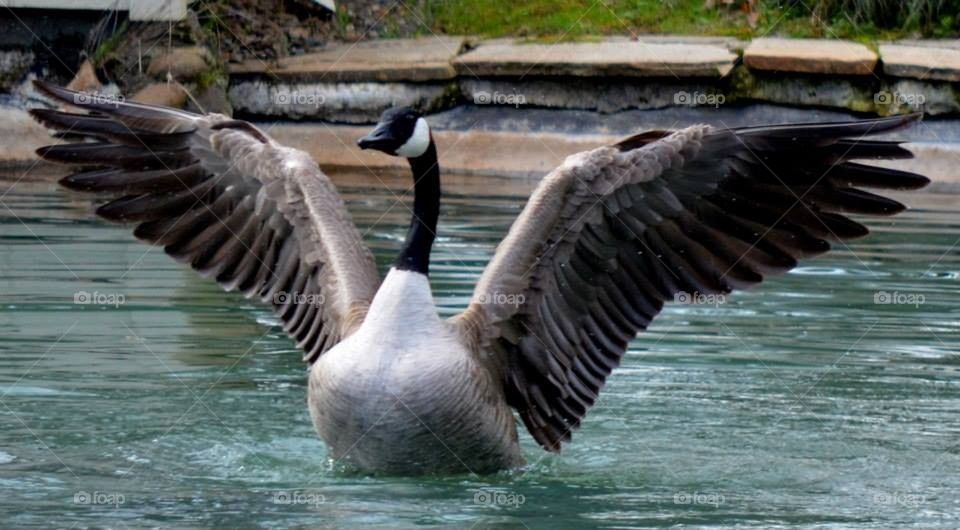 Canada goose 