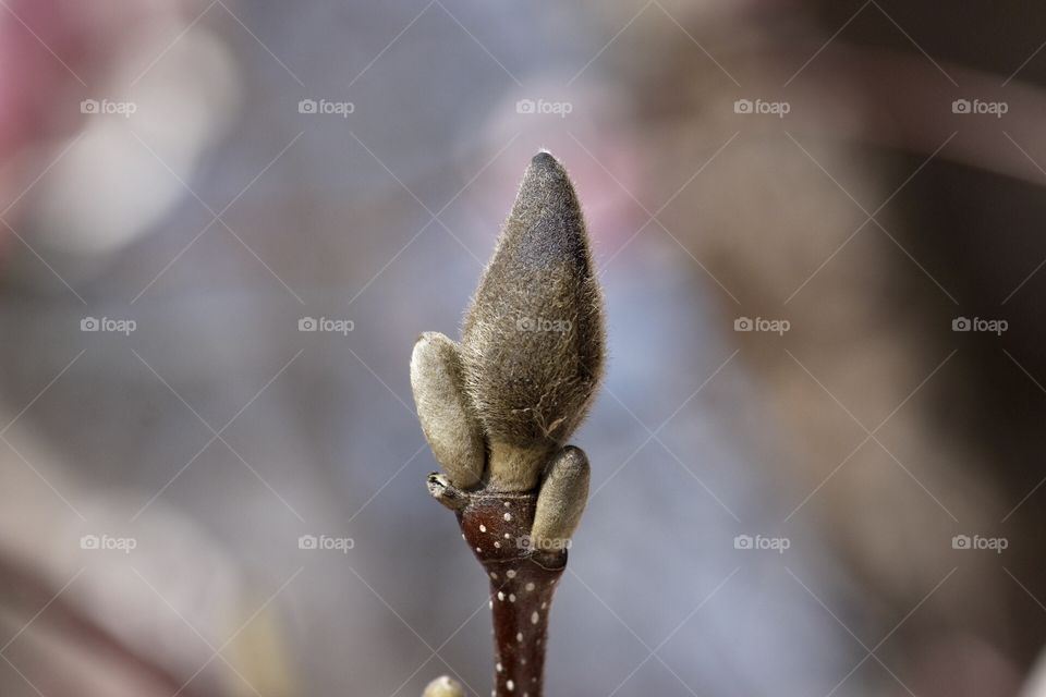 Japanese Magnolia flower bud