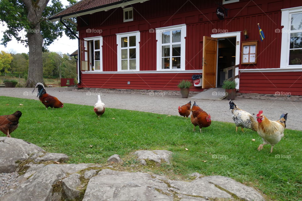 Hens and rooster