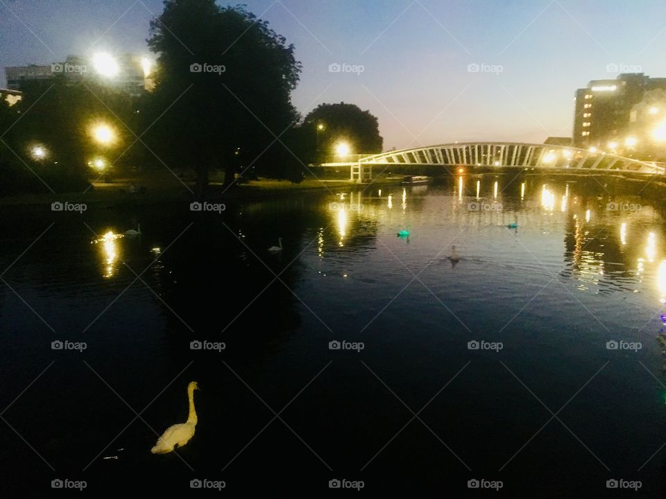 Swan on the River Great Ouse in Bedford, in the early evening
