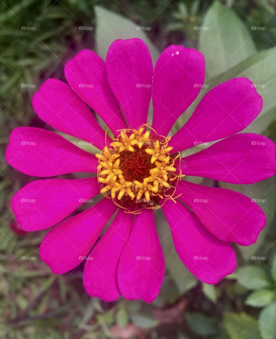 🌹 🇺🇸 Very beautiful flowers to brighten our day.  Live nature and its beauty. Did you like the delicate petals? / 🇧🇷 Flores muito bonitas para alegrar nosso dia. Viva a natureza e sua beleza. Gostaram das pétalas delicadas? 