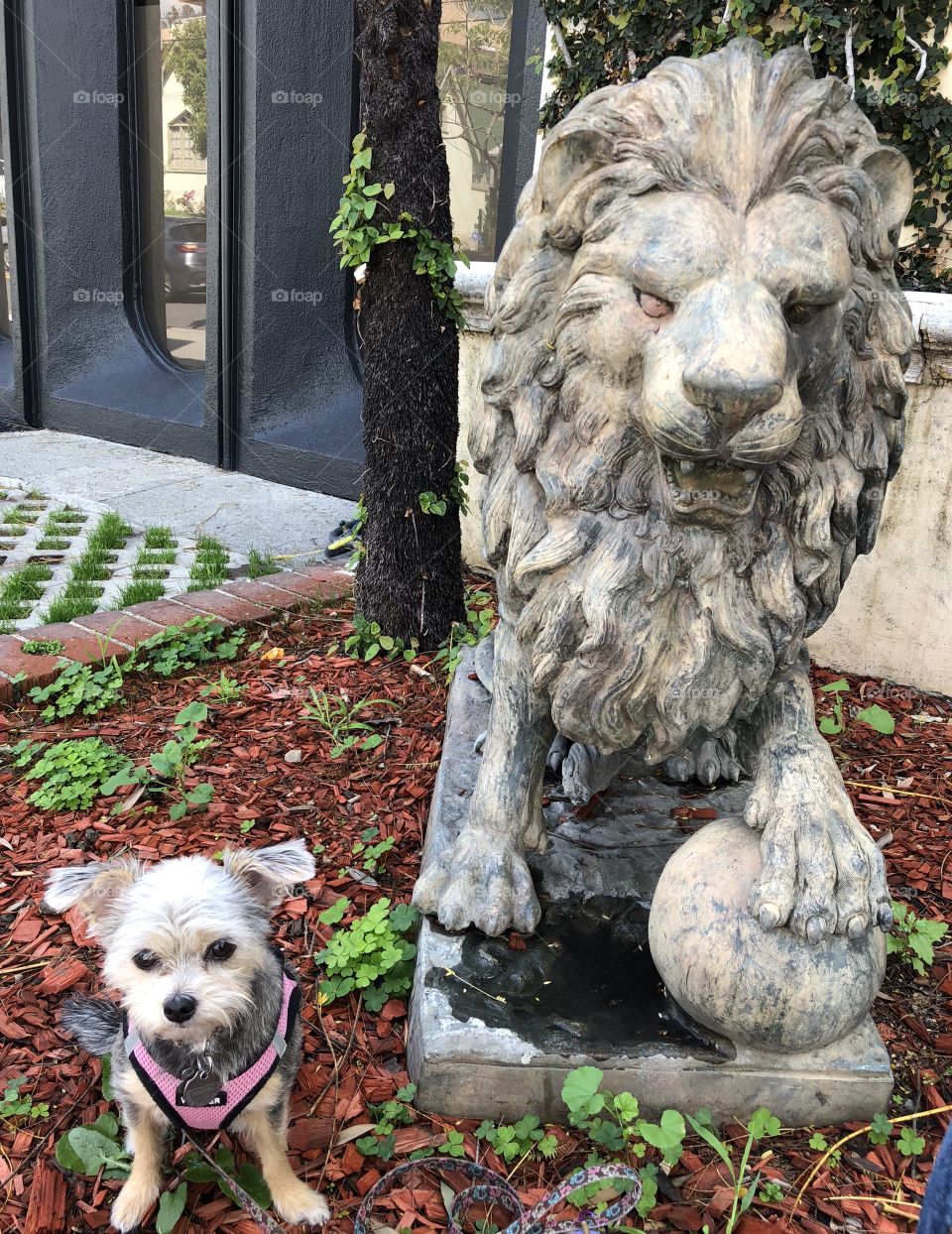 Yorkie and lion