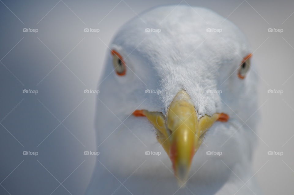 White Seagull 