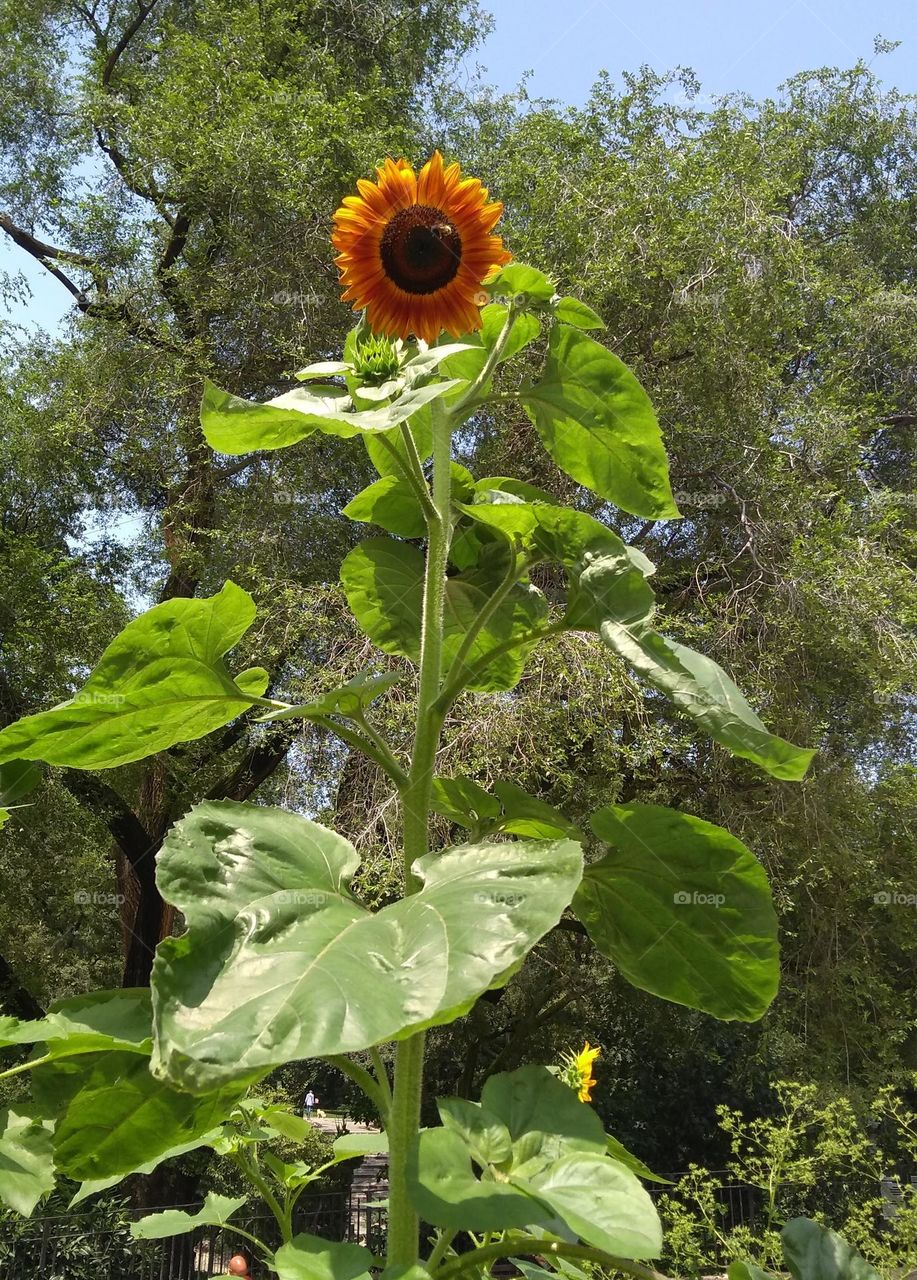 Very Tall Growing Sunflower in NYC Park