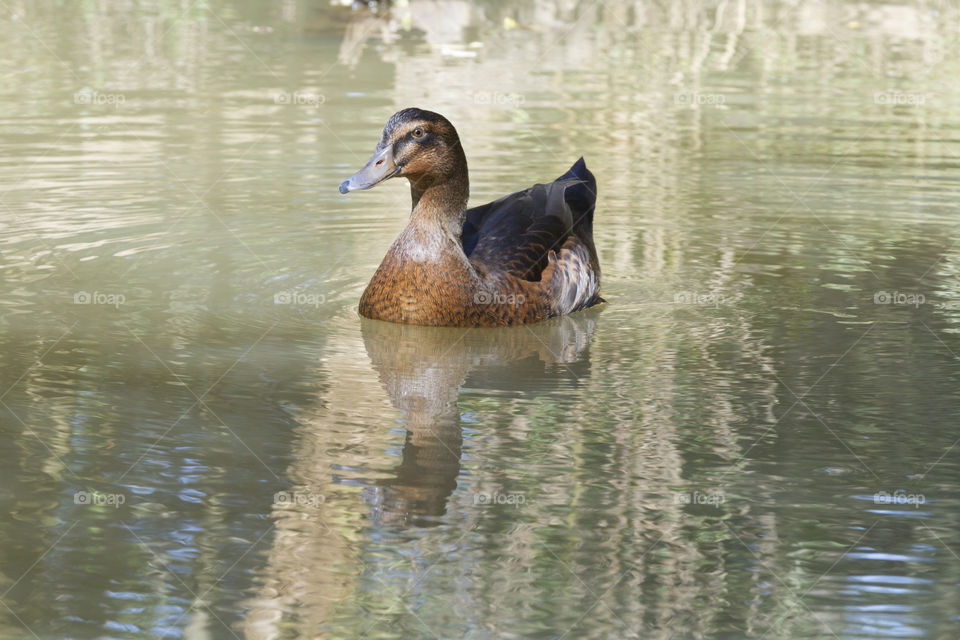 A duck in the pond.