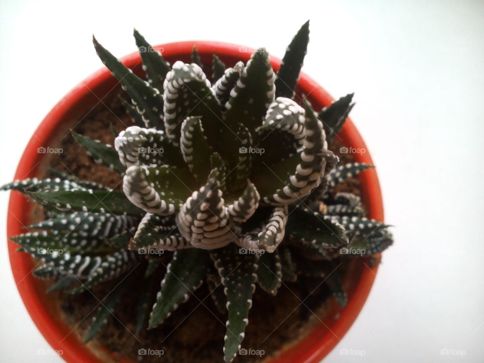 beautiful green house plant in the pot