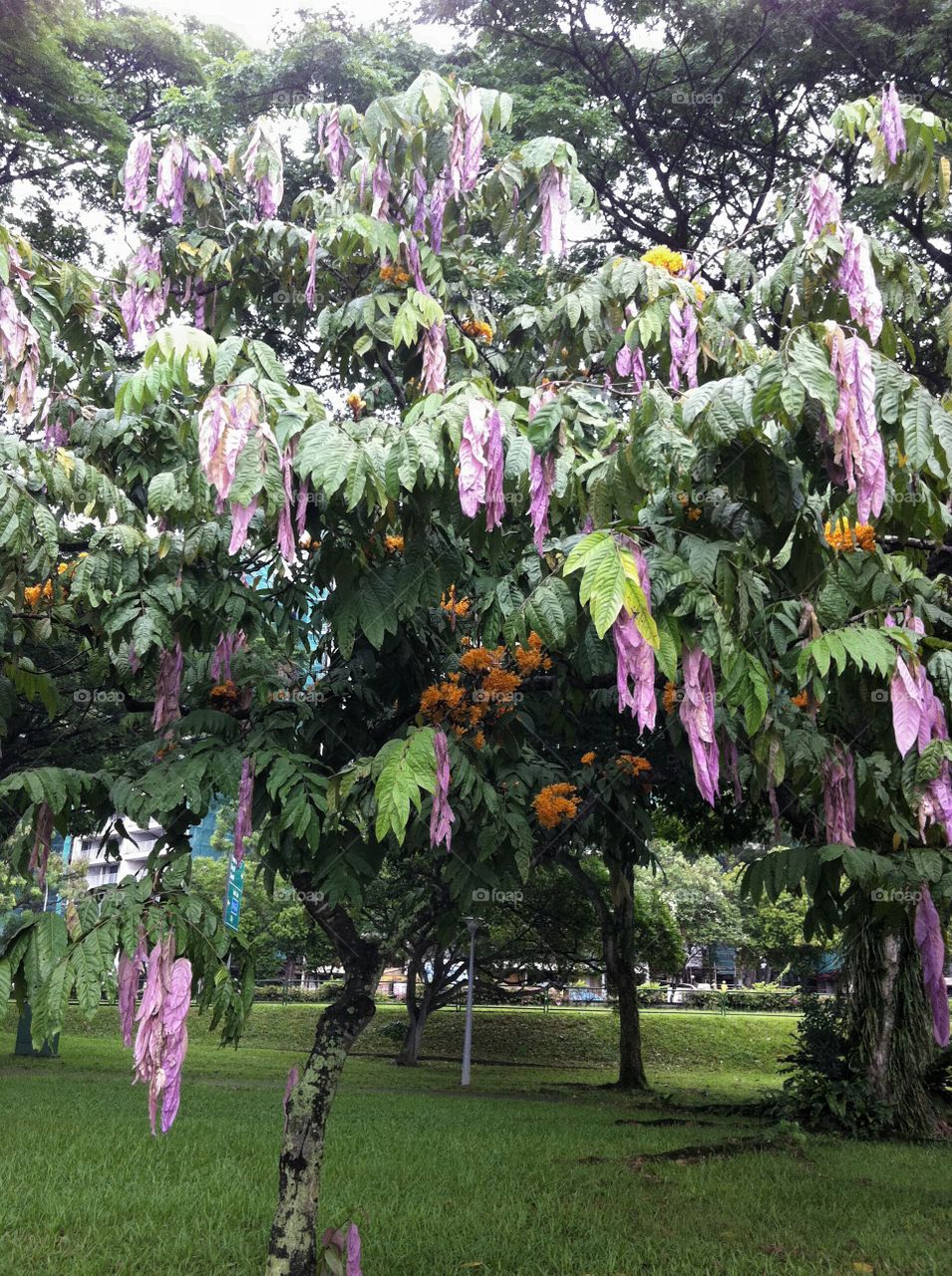 Unique tree. unique tree with colored leaves and flowers 