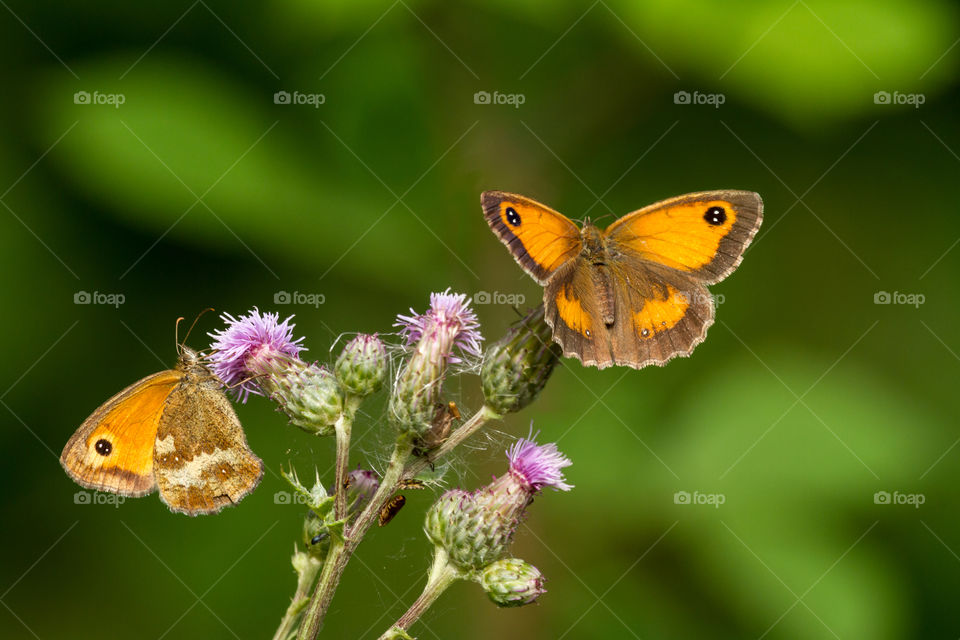 two gatekeeper or hedge brown butterflies having lunch on a kind of thistle flower on a summer day in the south of England.