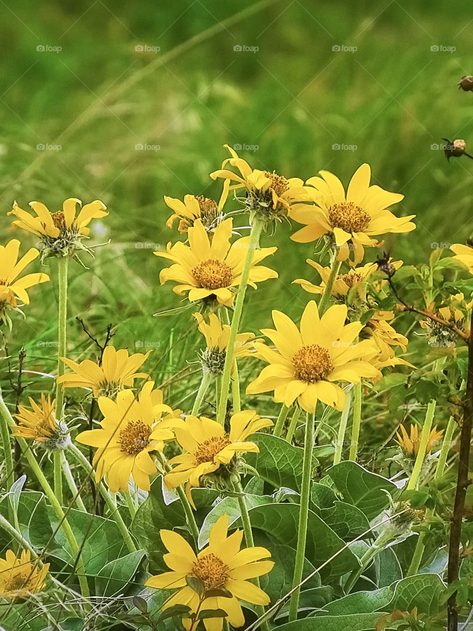 Sun Flowers on the Hills