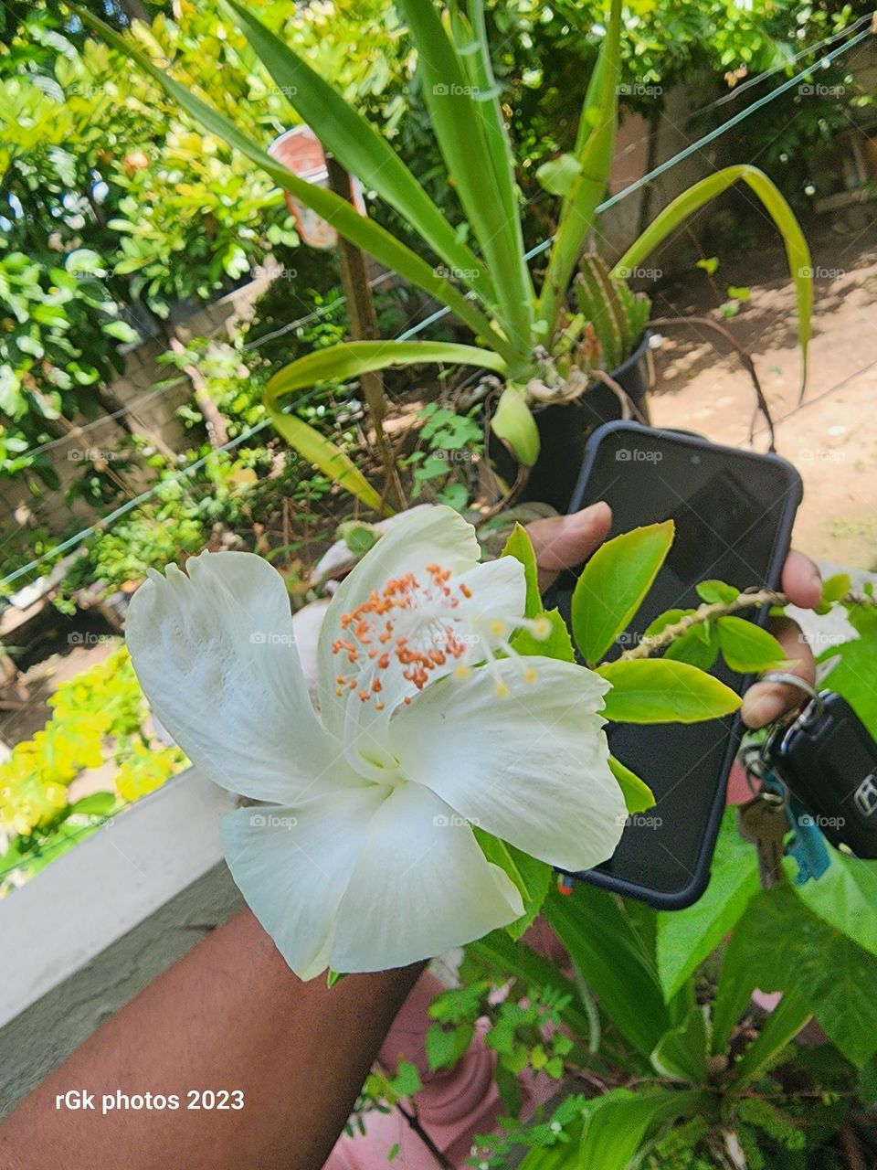 early spring hibiscus