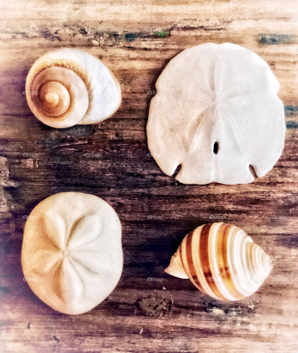Cottage Lifestyle Art, Sea Shells 