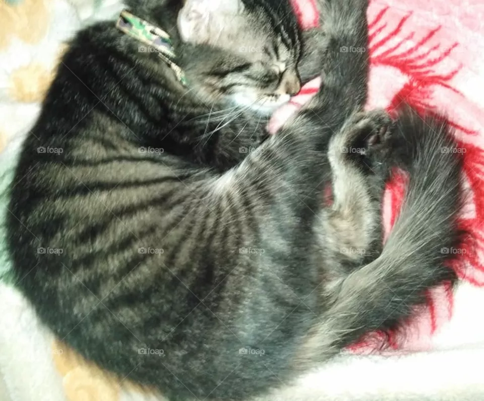 My cat