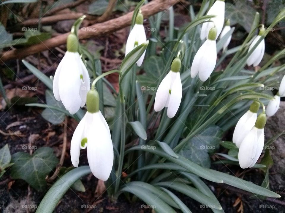 snowdrops. spring flowers 