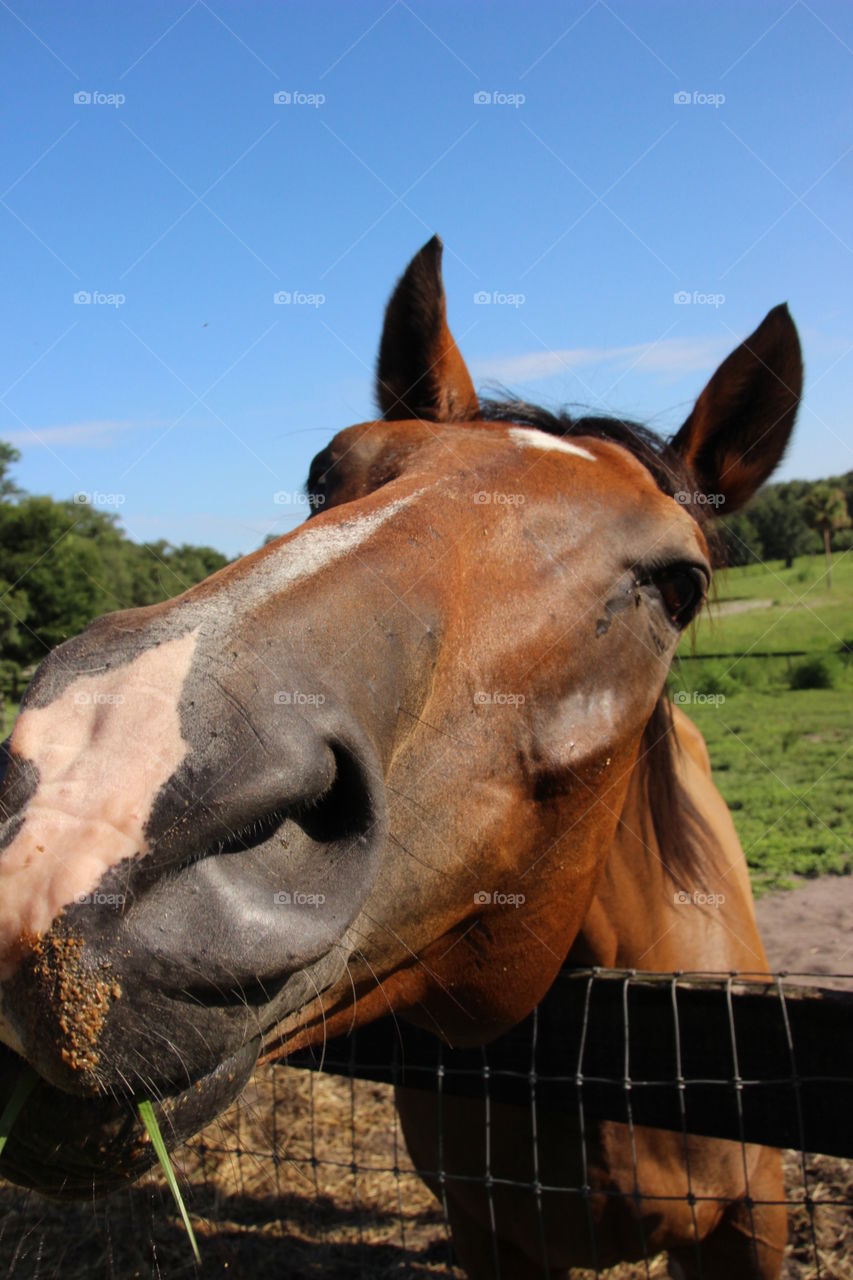 Feeding a horse