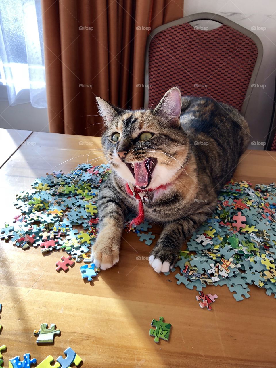 The cat looks vividly excited about starting this puzzle