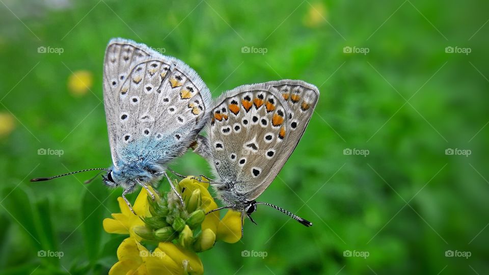 Macro photos of butterflies