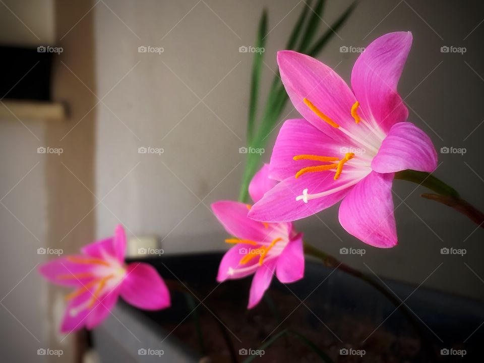 As far as I could identify, this is one of the 160 species of Colchicum flower, family of Colchicaceae. One bulb, one flower that lasts 1, 2 days most. Vibrant color, delicate flower.