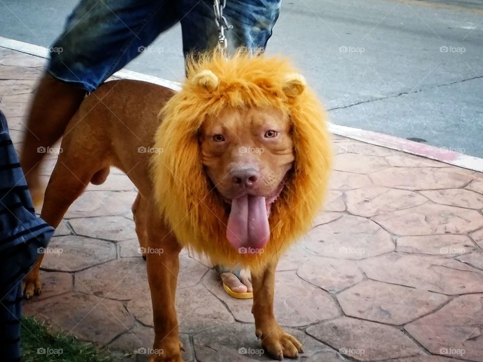 This is a dog tongue.