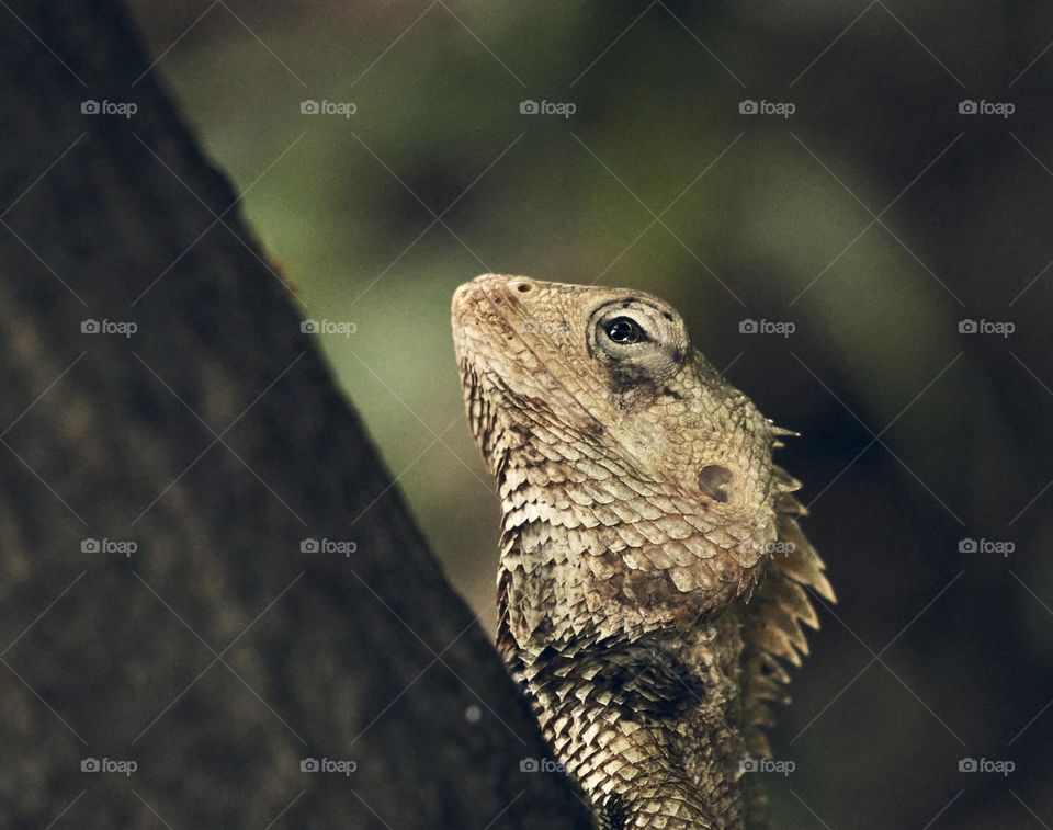 Oriental lizard - Close up shot - Eye focal point 