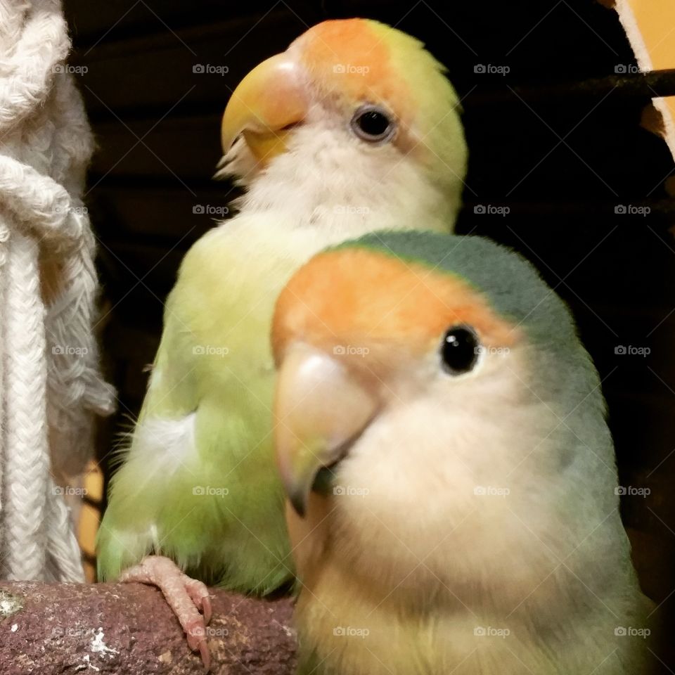 Colorful Love Birds upclose