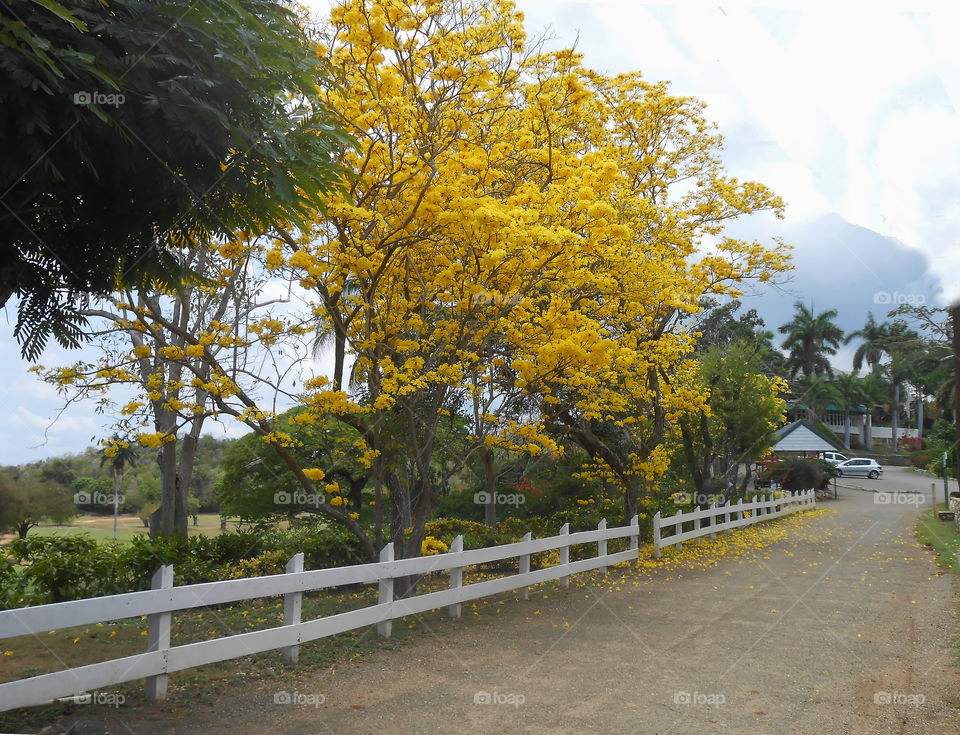 Tree Covered with Blossoms at Springtime