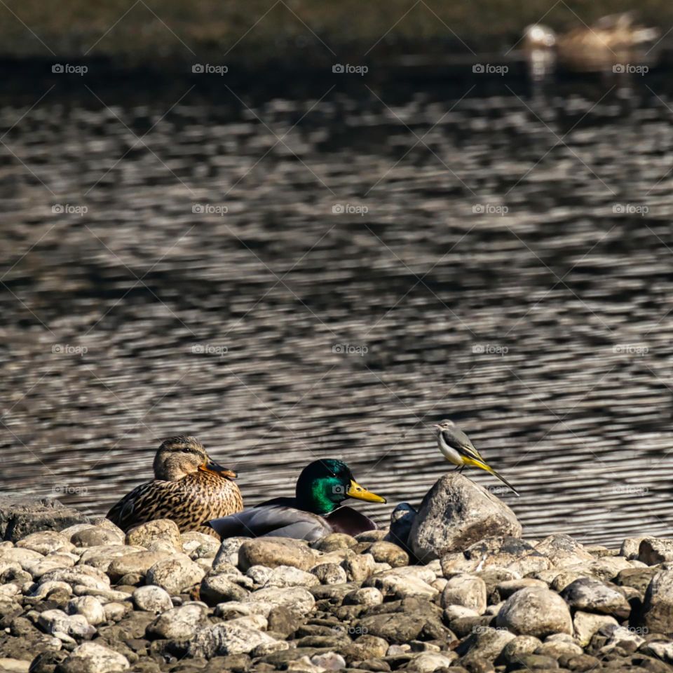 Ducks and Grey wagtail