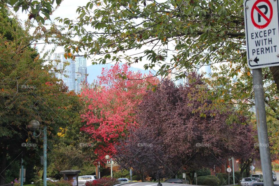 colorful trees in vancouver