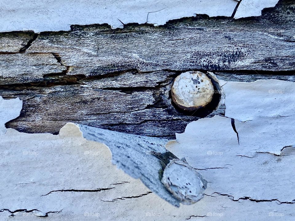 Peeling paint on a plank of old weathered barn wood