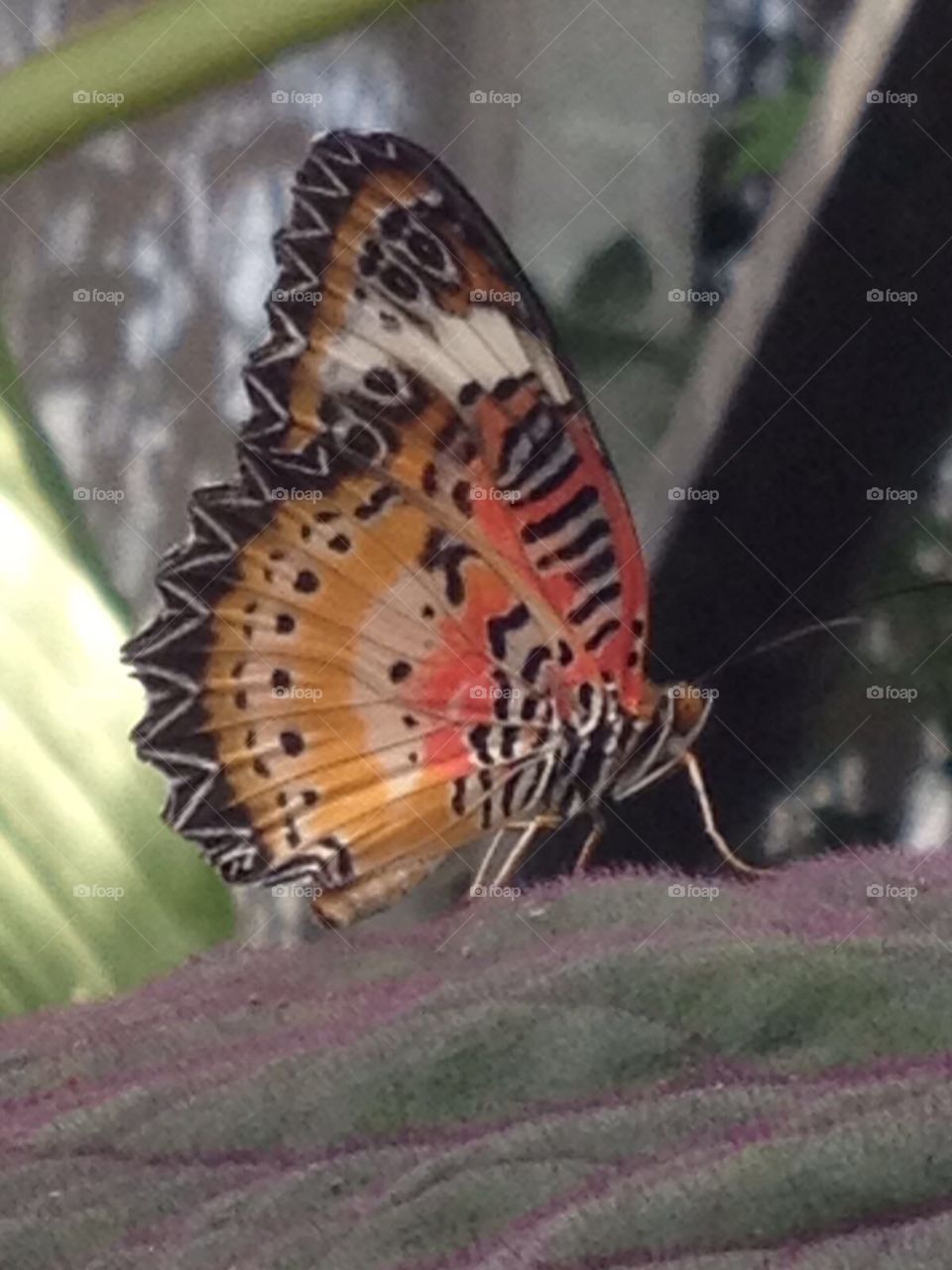 Unknown species of butterfly