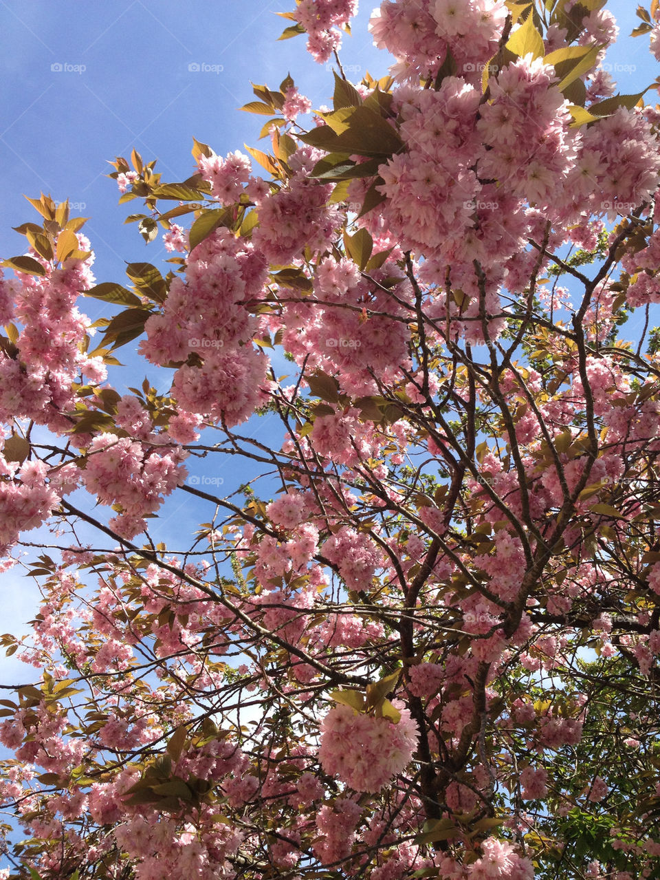 sky flowers tree sun by joosse_b