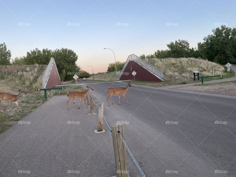 Deer crossing on a pedestrian cross walk