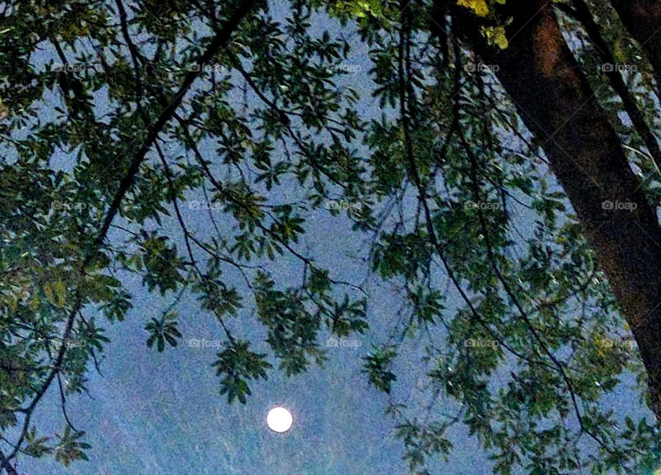 The moon above a basketball court at night, the court light below the moon and tree's leaves, looked a great photo, beautiful moon-night.