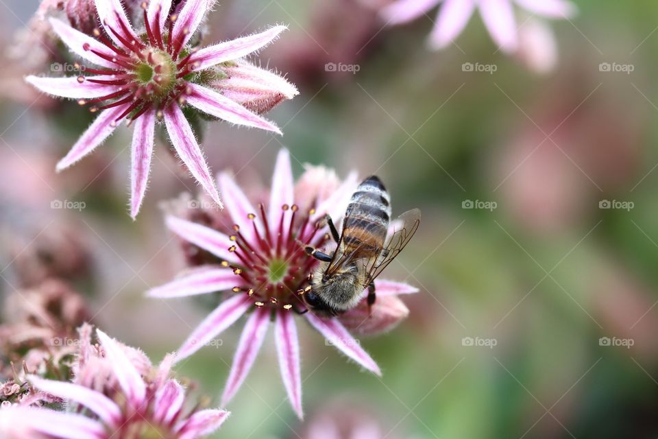 Bee pollinating on pink flower