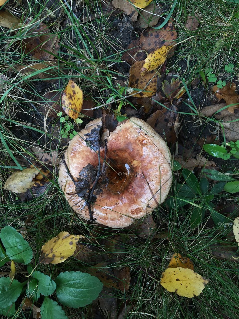 Mushroom from above in rainy day, autumn 