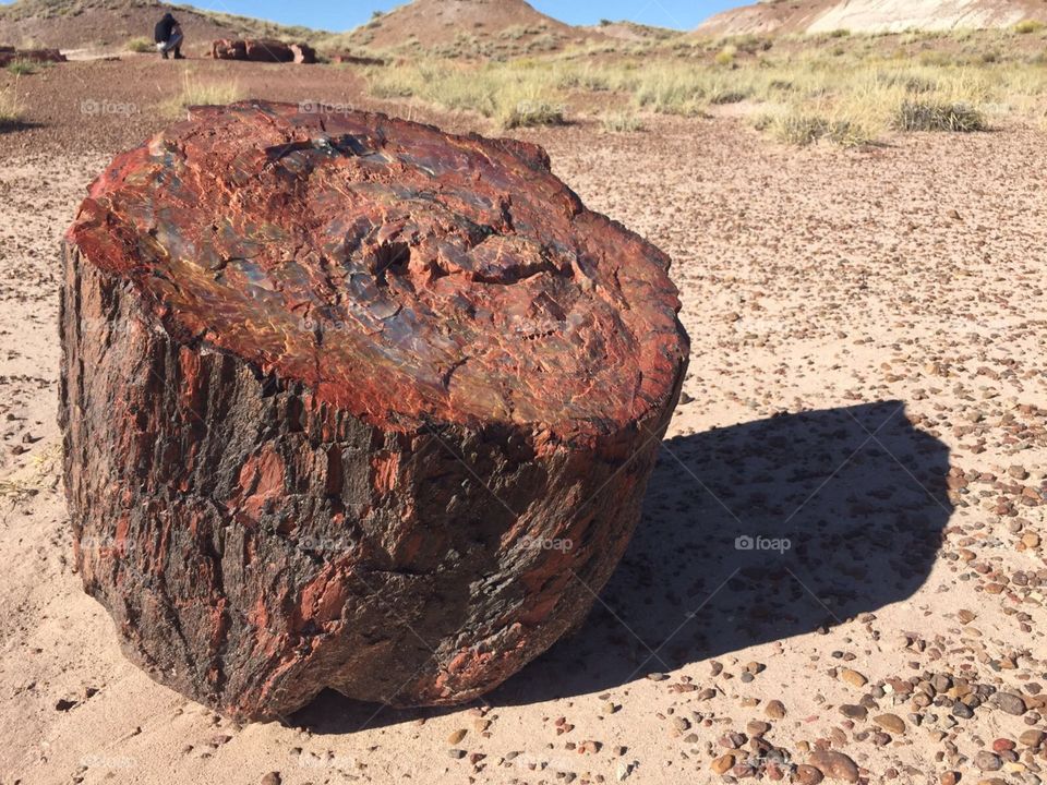 petrified forest