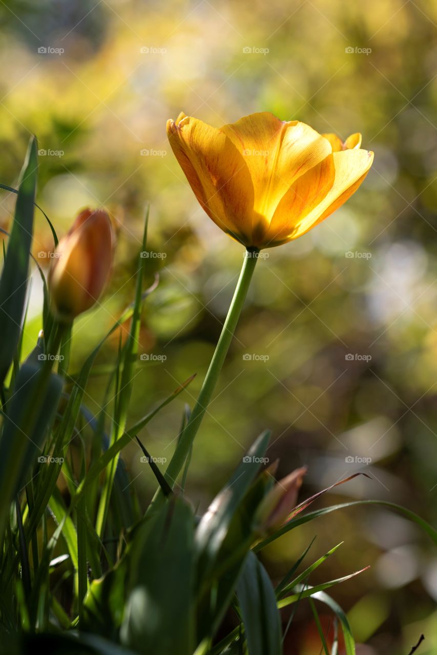 a portrait of a yellow and orange tullip standing in a green bokeh background on a sunny day.