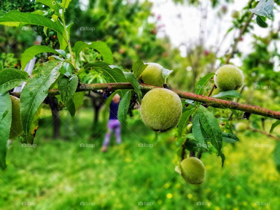 Fruits