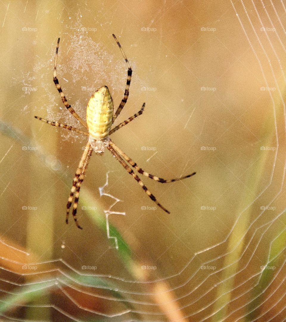 Spider on its web in a field