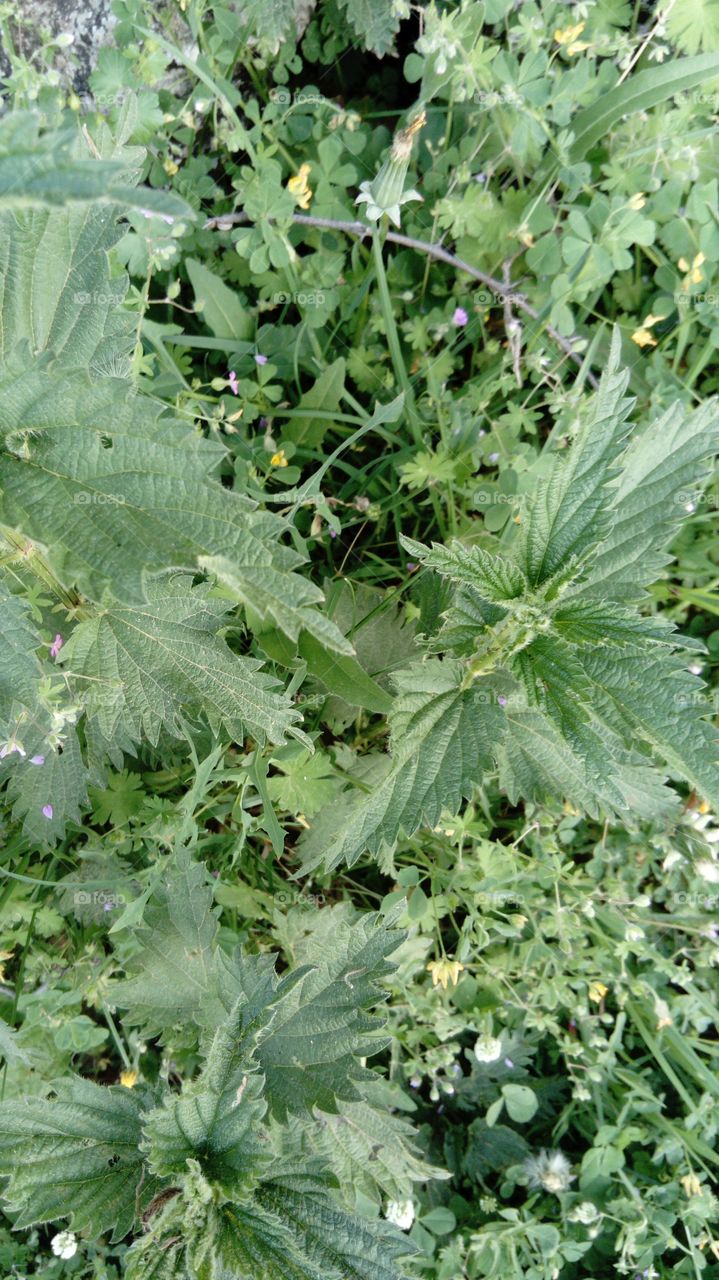 nettle