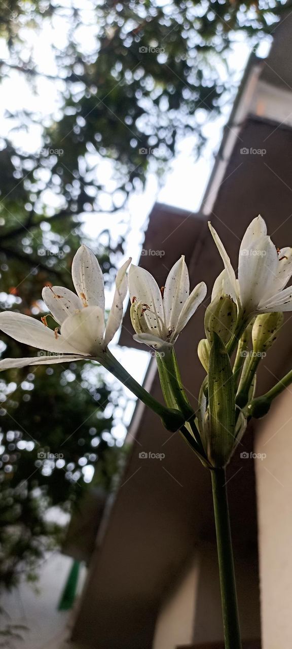 lovely beautiful white flowers in a bunch some are in full bloom, some are not