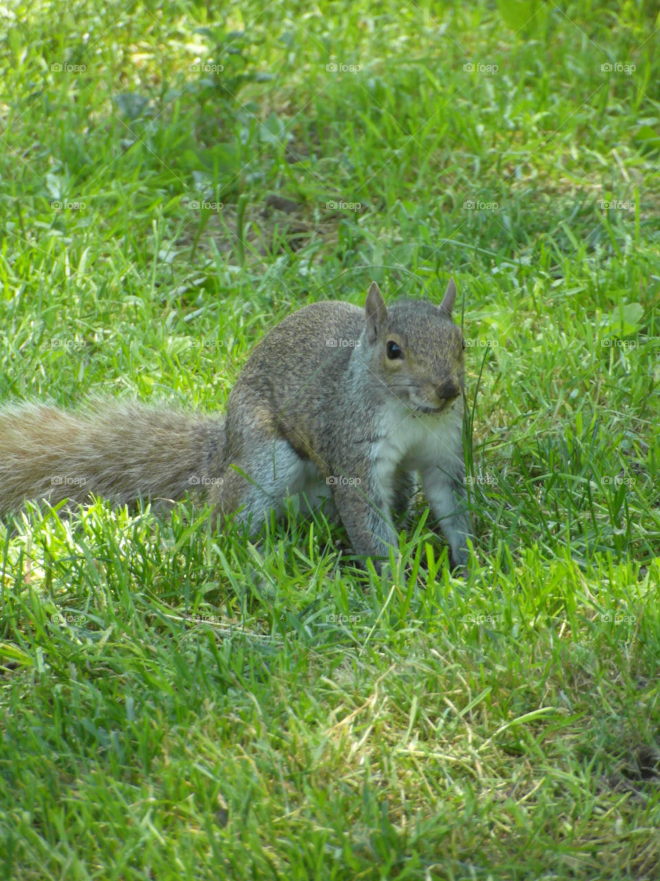 park animal squirrel central by seb86
