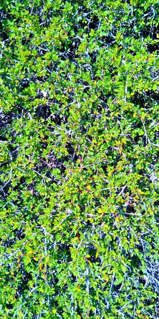 maunten bush