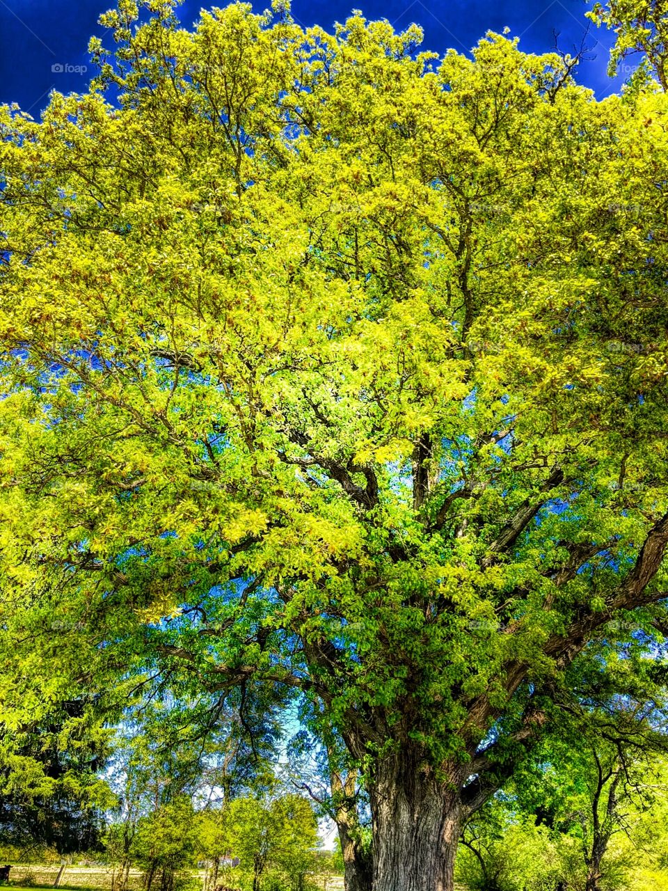 Spring tree