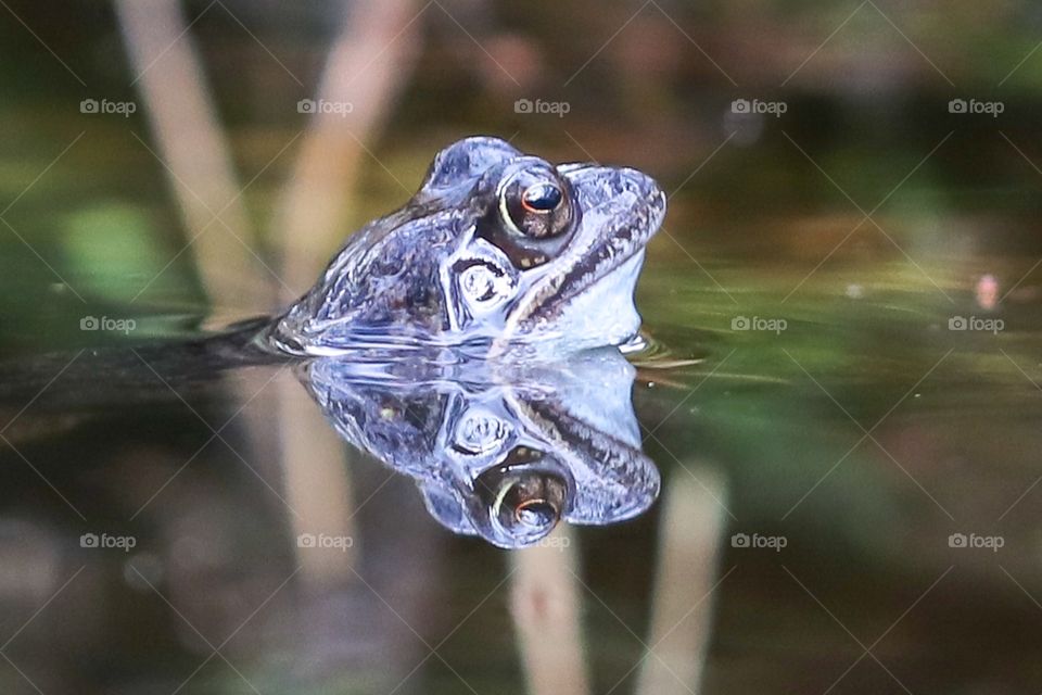 happy frog mirror in the pool